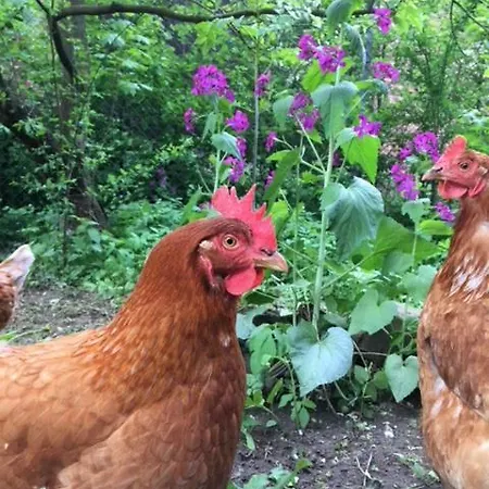 Pretty Half-timbered On Romantic Yard Fuldabruck